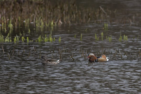 Photo of a pair of Mandarin Ducks