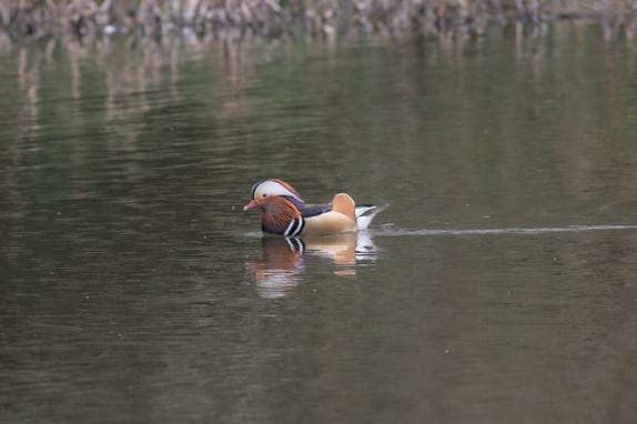 Photo of male Mandarin Duck